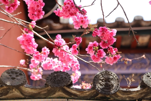 Mùa xuân Lệ Giang