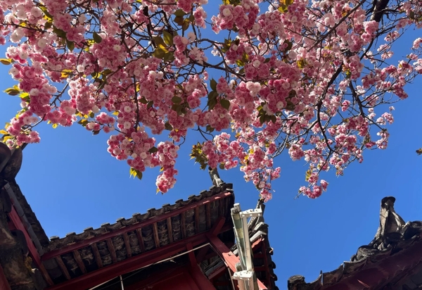 Mùa hoa anh đào Lệ Giang