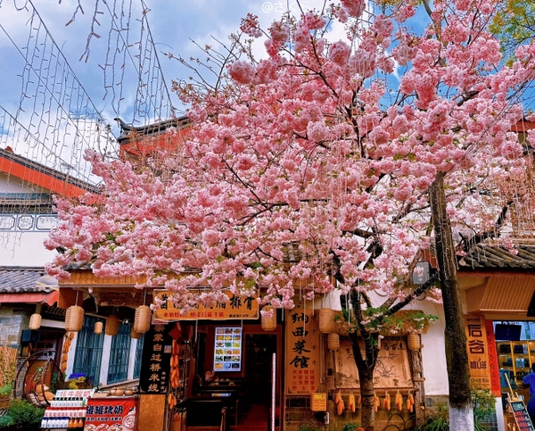 mùa xuân Lệ Giang Cổ Trấn