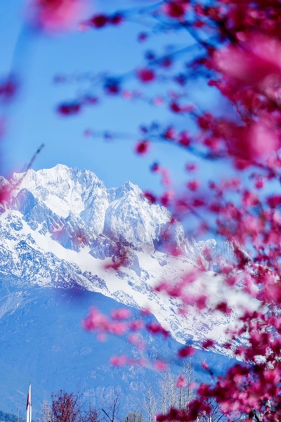 mùa xuân núi tuyết Ngọc Long