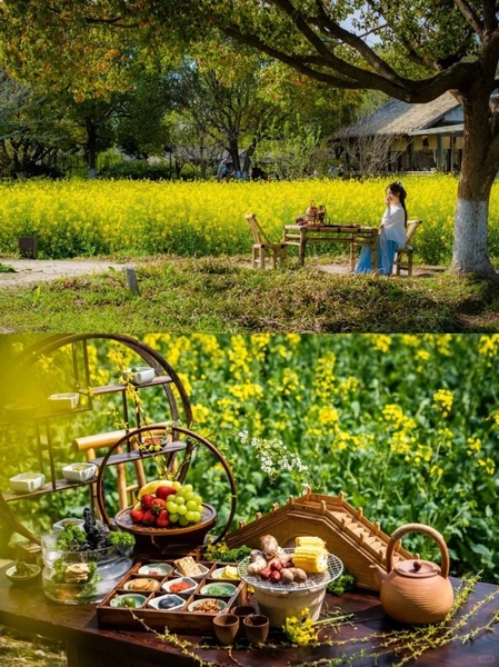 Hoa cải dầu Ô Trấn