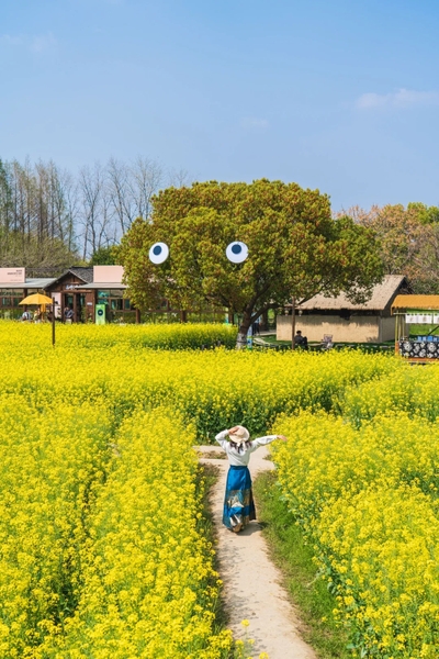 Ô Trấn mùa xuân hoa cải dầu nở rộ