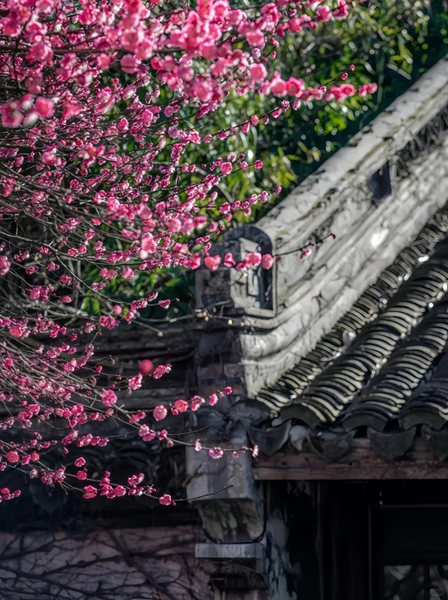 Hoa mùa xuân Ô Trấn