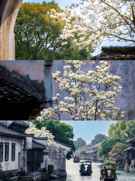 hoa nở Ô Trấn mùa xuân