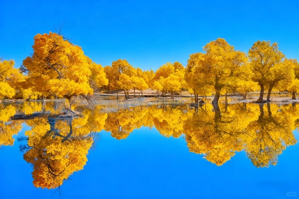 Rừng hồ dương Nội Mông