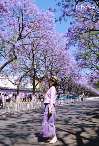 tour ngắm hoa phượng tím Côn Minh