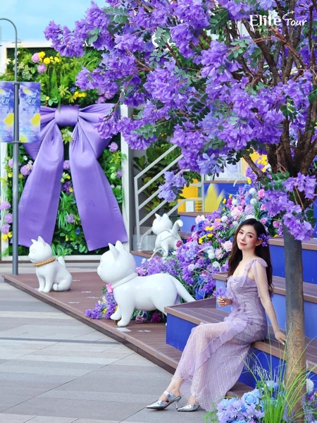Check in hoa phượng tím Côn Minh