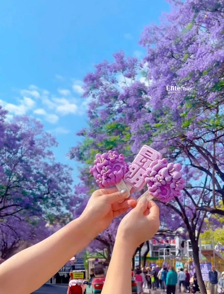 Tour nào ngắm hoa phượng tím Côn Minh
