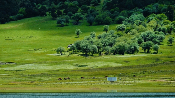 Đồng cỏ Militang