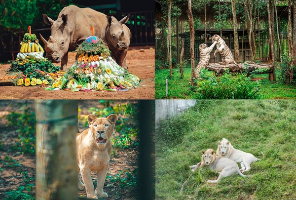 Vinpearl Safari Phú Quốc - Vườn Thú Bán Hoang Dã Trên Đảo Ngọc 4