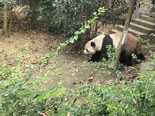 Vườn thú Thành Đô 1