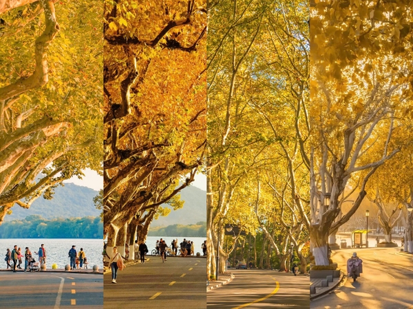 Cung đường ngô đồng Bắc Sơn, Hàng Châu