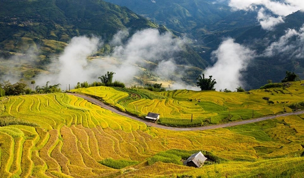 Tháng 9 - Chiêm ngưỡng khung cảnh lúa chín vàng ở những thửa ruộng bậc thang đẹp nhất vùng Tây Bắc 3