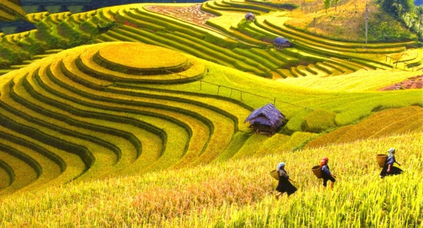 Tháng 9 - Chiêm ngưỡng khung cảnh lúa chín vàng ở những thửa ruộng bậc thang đẹp nhất vùng Tây Bắc 7