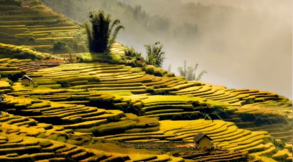 Tháng 9 - Chiêm ngưỡng khung cảnh lúa chín vàng ở những thửa ruộng bậc thang đẹp nhất vùng Tây Bắc 1