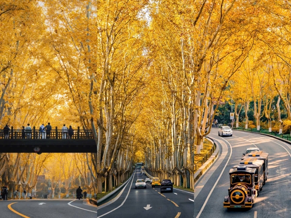 Đại lộ ngô đồng Nam Kinh