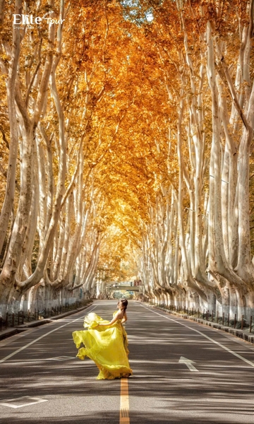 check in Đại lộ ngô đồng Nam Kinh