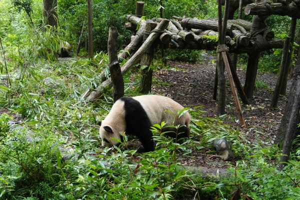 Thung lũng gấu trúc Đô Giang Yển 2