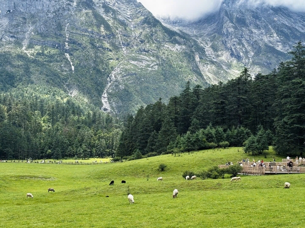 đồng cỏ Cam Hải Tử Vân Tam Bình