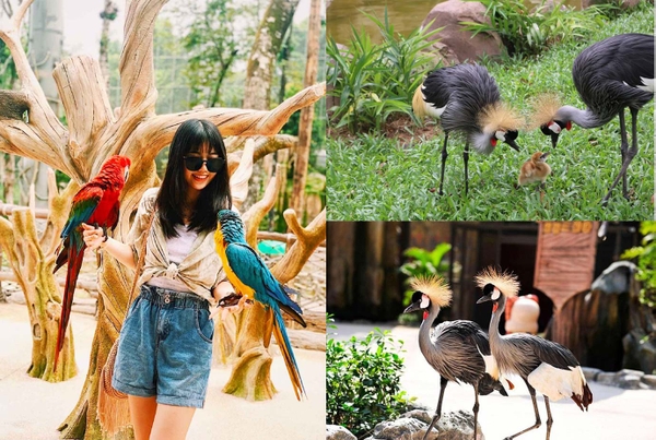 Vinpearl Safari Phú Quốc - Vườn Thú Bán Hoang Dã Trên Đảo Ngọc 8