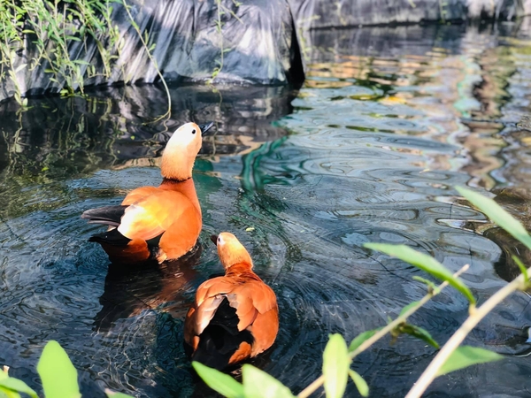 River Safari Nam Hội An - vườn thú trên sông đầu tiên và lớn nhất Việt Nam 3