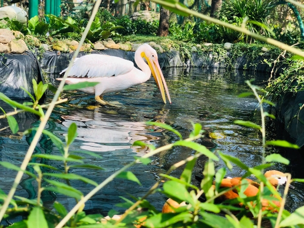River Safari Nam Hội An - vườn thú trên sông đầu tiên và lớn nhất Việt Nam 4