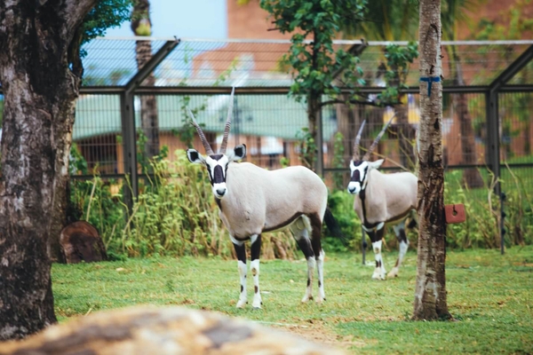 River Safari Nam Hội An - vườn thú trên sông đầu tiên và lớn nhất Việt Nam 7