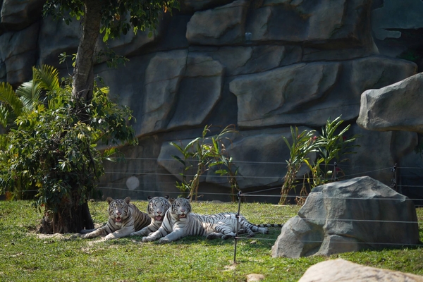 River Safari Nam Hội An - vườn thú trên sông đầu tiên và lớn nhất Việt Nam 9