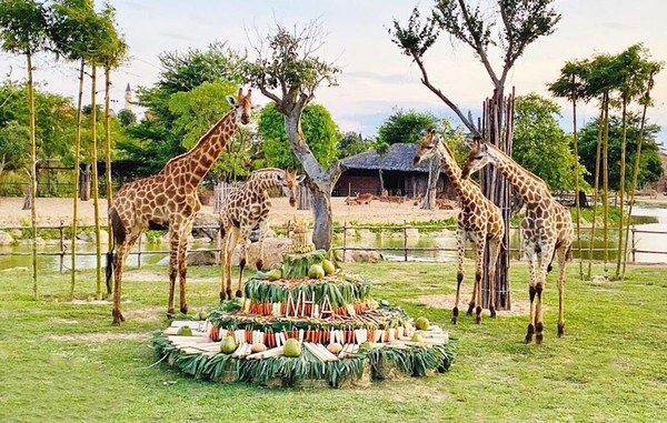 River Safari Nam Hội An - vườn thú trên sông đầu tiên và lớn nhất Việt Nam