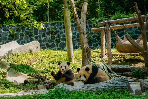 Vườn gấu trúc Đô Giang Yển 1