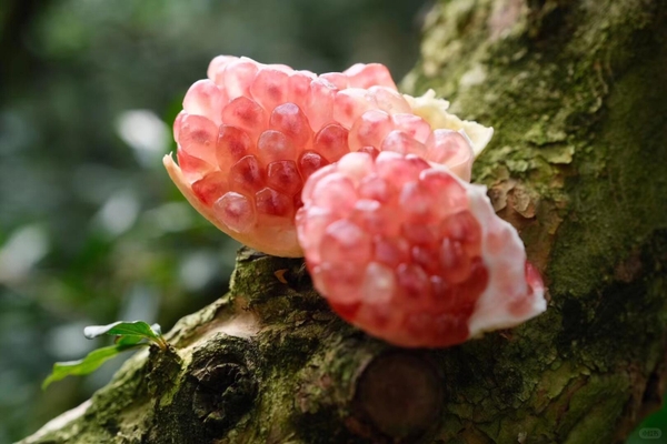 lựu Mông Tự