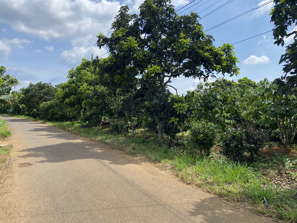 Bán đất Lâm Đồng tại xã Bảo Lâm 2 giá tốt