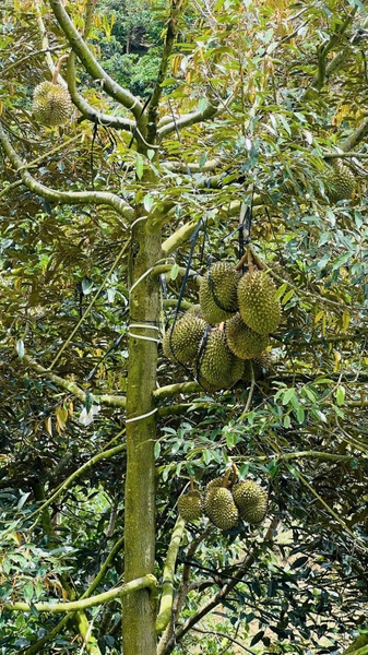 Mua bán đất Bảo Lâm tại xã Tân Lạc