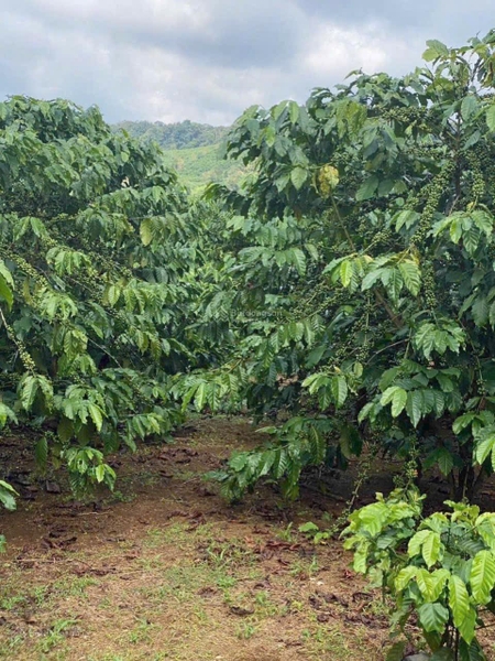 Mua bán đất vườn Di Linh trồng cafe