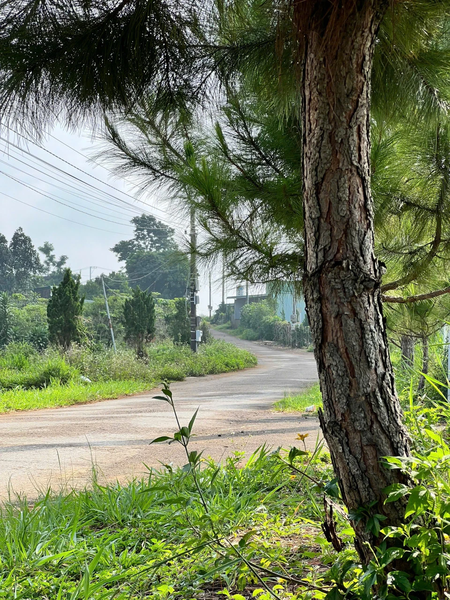 Bán đất vườn Bảo Lâm tại Lộc Quảng view hồ