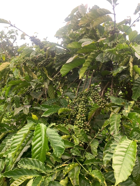 Đất vườn Đức Trọng gần Tân Hội