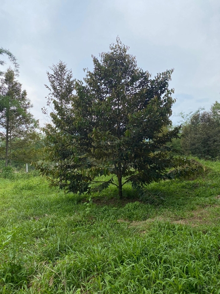 Mua bán đất nền Đạ Huoai đường Đoàn Kết