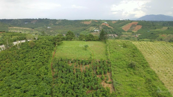 Bán đất Bảo Lâm xã Lộc Tân vuông vức