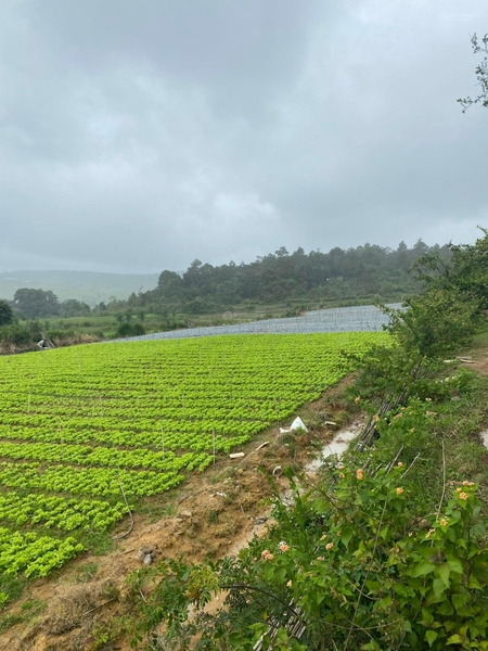 Mua bán Đông Dương xã Tu Tra giá tốt