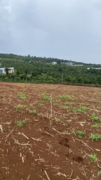 Mua bán đất gần trung tâm Lâm Hà