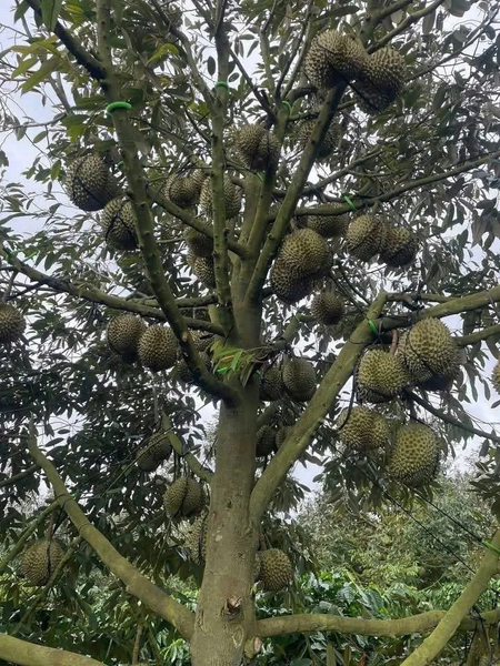 Bán đất nền Lâm Hà tại xã Đan Phượng view săn mây có vườn