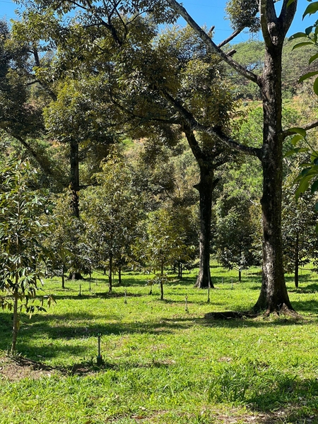 Mua bán đất thổ cư Đạ Huoai 1.3 sào vườn