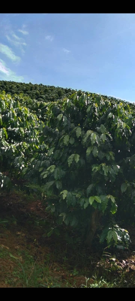 Bán đất Lâm Đồng tại Lộc Ngãi có hồ