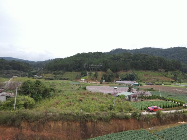 Bán đất Đà Lạt đường Mimosa