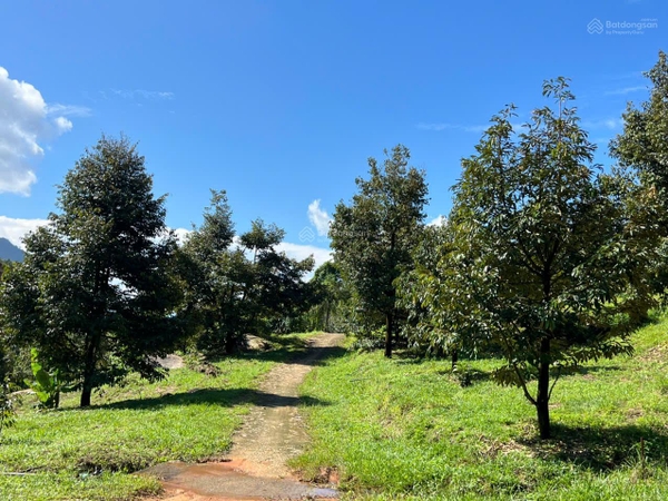 Bán đất Đam Đri có vườn sầu riêng