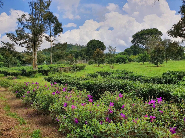 Bán đất vườn Bảo Lâm tại Lộc Thành view đồi săn mây đẹp