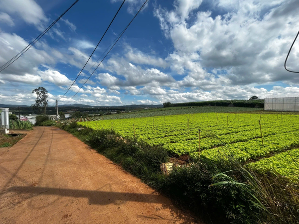 Bán đất vườn Đơn Dương tại xã Đạ Ròn