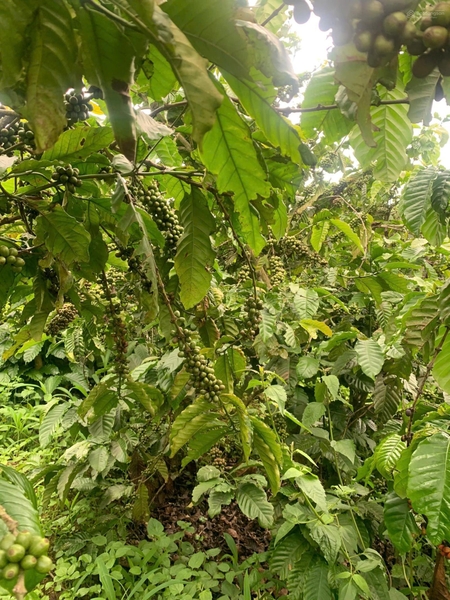 Đất vườn Đức Trọng gần Tân Hội