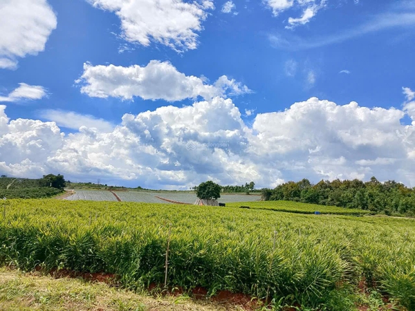 Bán đất Đức Trọng gần hồ Đại Ninh