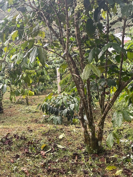 Bán đất sào tại Đambri, Bảo Lộc
